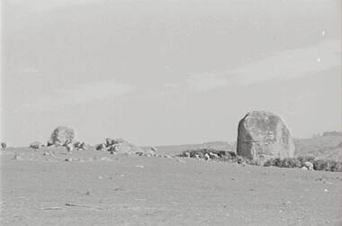 Negative - Lancefield - Rocky Hills - Sheep, Allan Doney, 1950 -1970