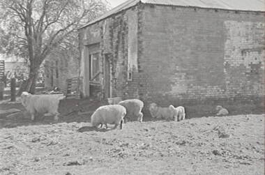 Negative - Lancefield - Farm - Shed - Sheep, Allan Doney, 1950 -1970
