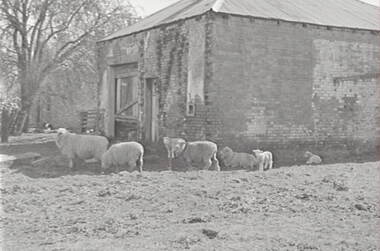 Negative - Lancefield - Farm - Shed - Sheep, Allan Doney, 1950 -1970