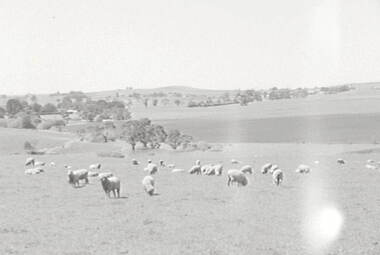 Negative - Daylesford - Farm - Sheep, Allan Doney, 1950 -1970
