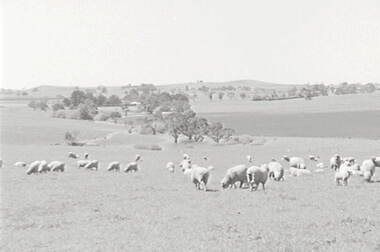 Negative - Daylesford - Farm - Sheep, Allan Doney, 1950 -1970