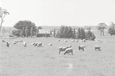Negative - Daylesford - Farm - Sheep - House, Allan Doney, 1950 -1970