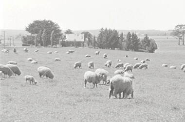 Negative - Daylesford - Farm - Sheep - House, Allan Doney, 1950 -1970