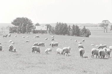 Negative - Daylesford - Farm - Sheep - House, Allan Doney, 1950 -1970