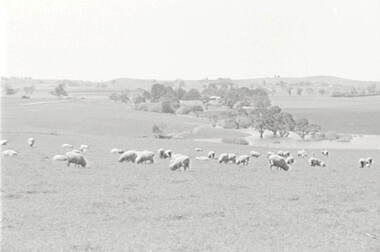Negative - Daylesford - Farm - Sheep - House, Allan Doney, 1950 -1970