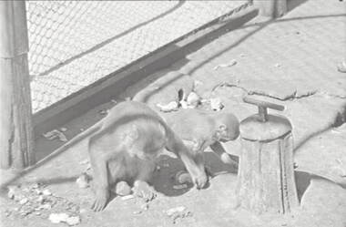 Negative - White Hills Gardens - Monkeys, Allan Doney, 1950 -1970