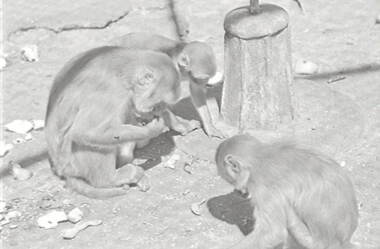Negative - White Hills Gardens - Monkeys, Allan Doney, 1950 -1970