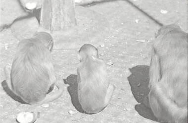 Negative - White Hills Gardens - Monkeys, Allan Doney, 1950 -1970