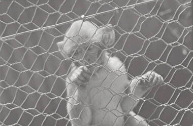 Negative - White Hills Gardens - Monkeys, Allan Doney, 1950 -1970