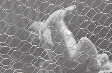 Negative - White Hills Gardens - Monkeys, Allan Doney, 1950 -1970