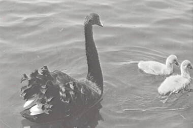 Negative - Ballarat - Swans, Allan Doney, 1950 -1970