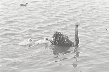 Negative - Ballarat - Swans, Allan Doney, 1950 -1970