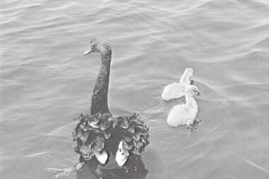 Negative - Ballarat - Swans, Allan Doney, 1950 -1970