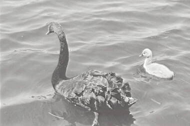 Negative - Ballarat - Swans, Allan Doney, 1950 -1970