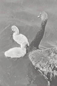 Negative - Ballarat - Swans, Allan Doney, 1950 -1970
