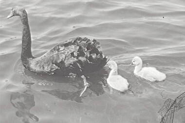 Negative - Ballarat - Swans, Allan Doney, 1950 -1970