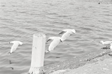 Negative - Ballarat - Lake Wendouree - Seagulls, Allan Doney, 1950 -1970