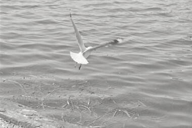 Negative - Ballarat - Lake Wendouree - Seagull, Allan Doney, 1950 -1970