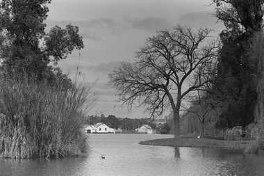 Negative - Lake Weeroona Bendigo - Boat Shed, Allan Doney, 1950 -1970