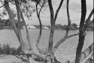 Negative - Lake Weeroona Bendigo - Boat Shed - Trees, Allan Doney, 1950 -1970