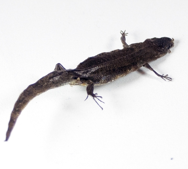 Blackened burnt skink with limbs spread