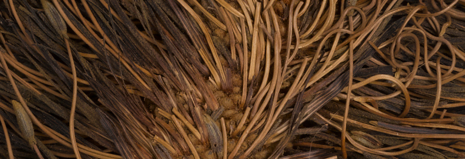 close-up of plant specimen