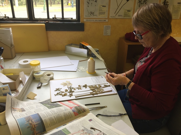 Woman on the right sitting at a work bench to the left working on dried plant specimens at the the Herbarium