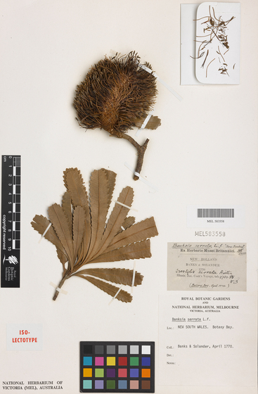 White cardboard background with stuck on plant specimens