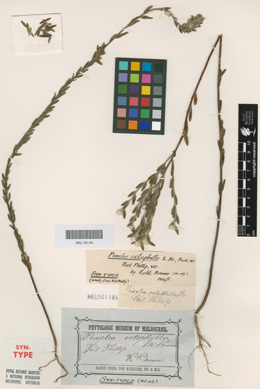 White cardboard background with plant specimens stuck on top