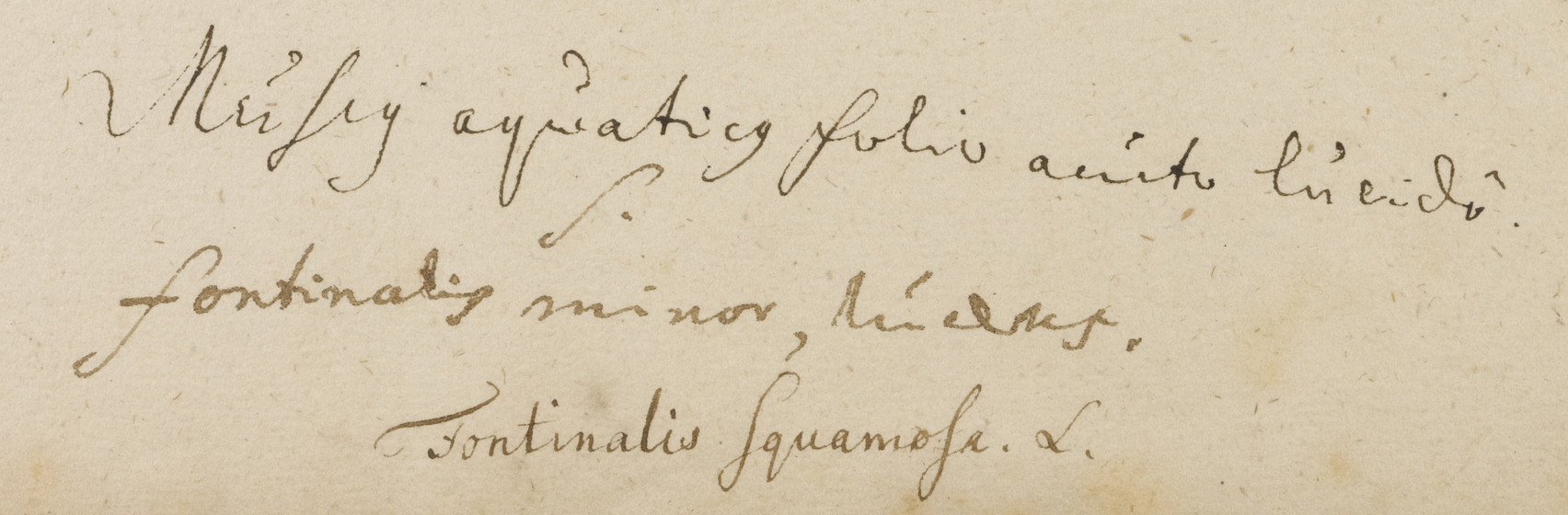 Close up of beige parchment paper with faded latin ink cursive writing