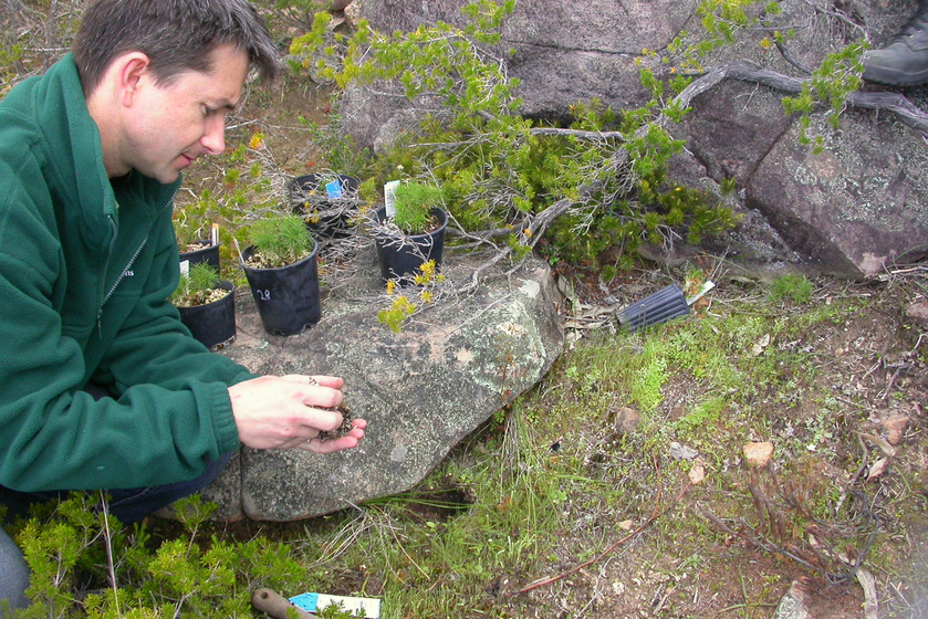 Kneeling man in green jumper on left holding a seedling close to other seedlings in punnets waiting to be planted in rocky mossy background