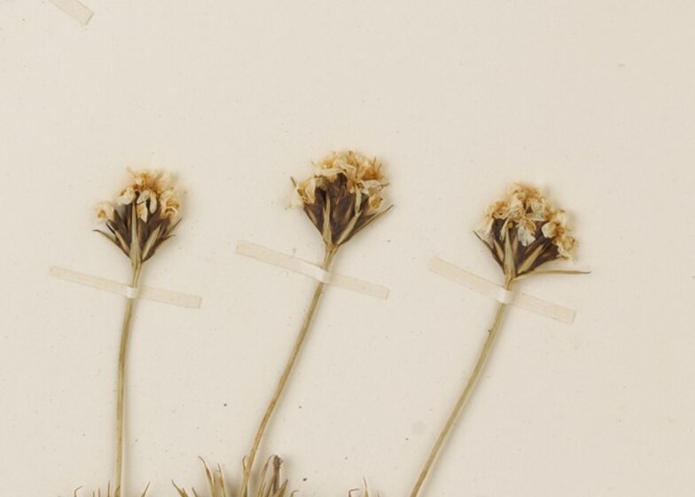 White background with three long stemmed light yellow meadow flowers taped down next to each other in a vertical row