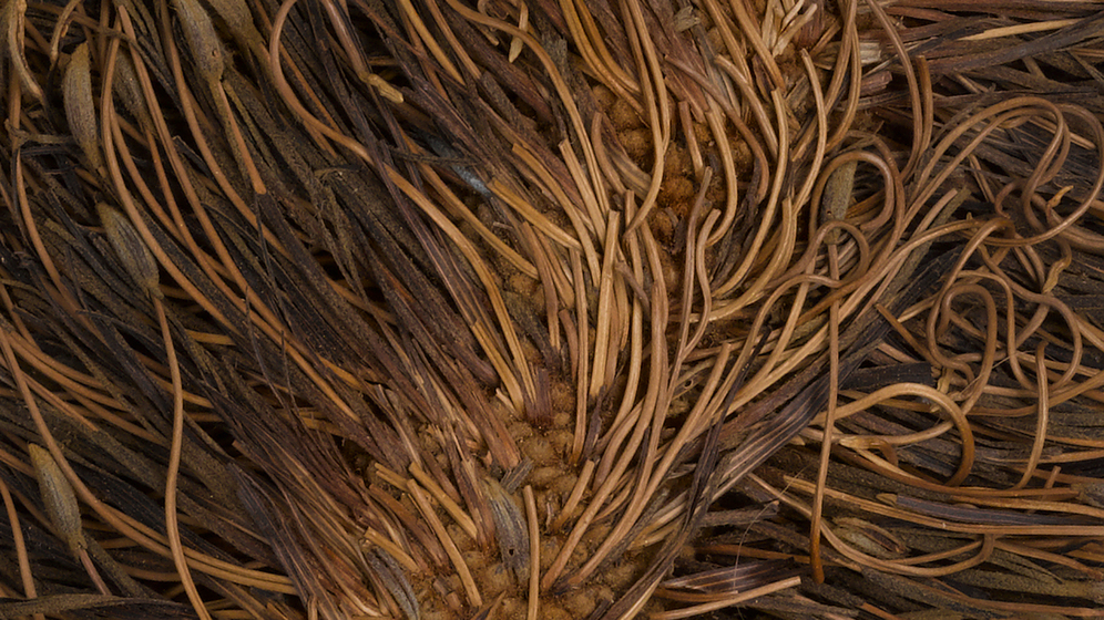 Close up of a dried banksia flower