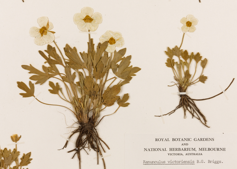 Flower samples on a piece of paper, stems and roots