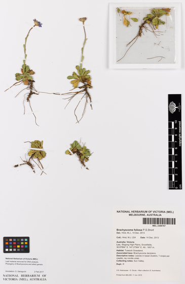 White cardboard background with plant samples stuck on top