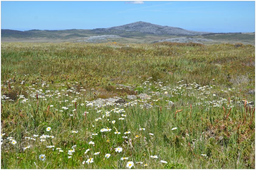 Top horizon blue sky, middle horizon magestic mountains, foreground white daisy field