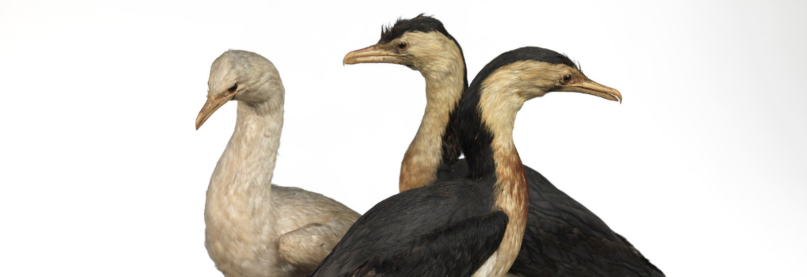 three taxidermy birds mounted on a stand