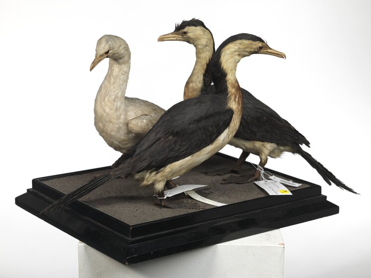 Three taxidermy birds mounted on a stand