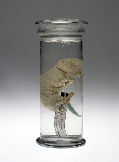 Animal specimen preserved in a jar