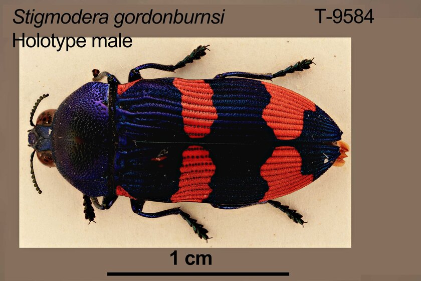 Orange and black beetle specimen mounted to a board