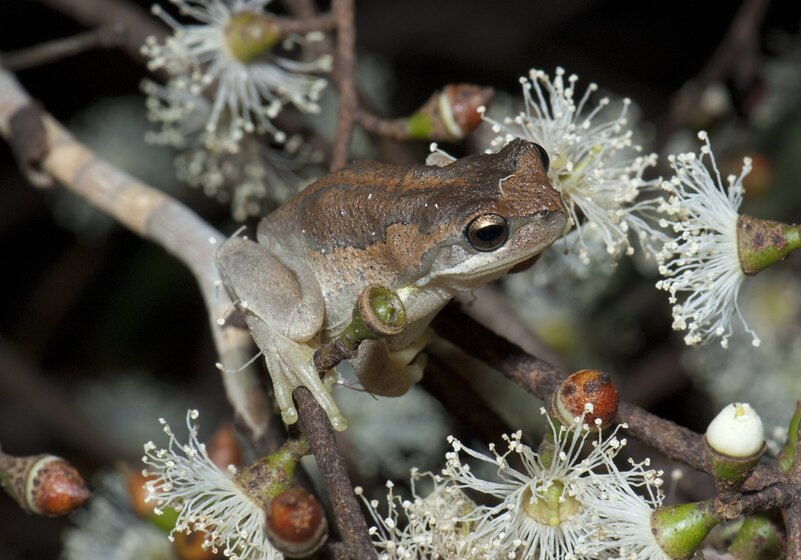 Frog sitting on tree branch