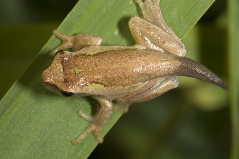 Frog on green leaf