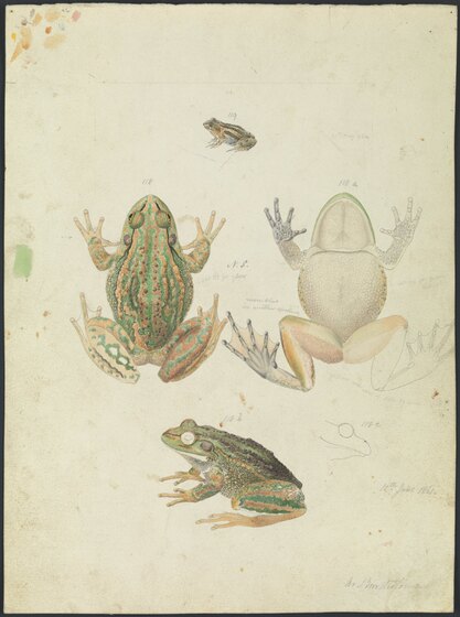 Drawing of a frog, various angles