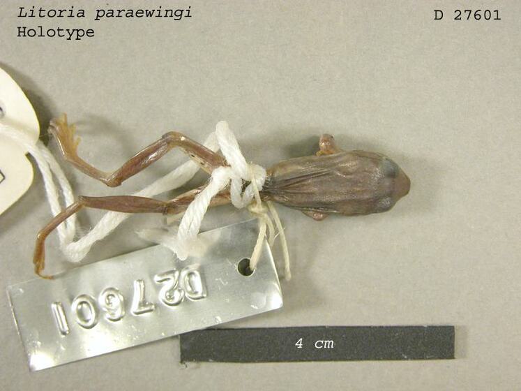 Frog specimen in bag