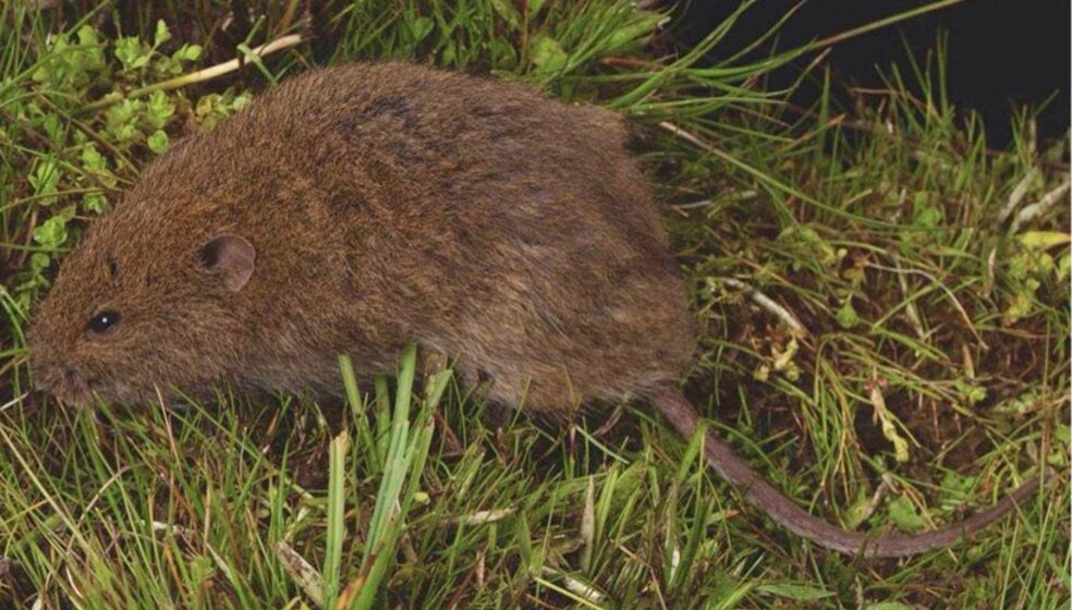 Rat in grass