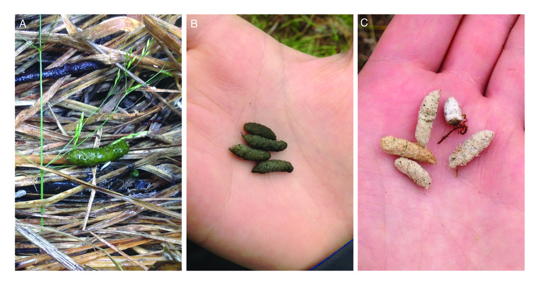 Hand holding scat samples
