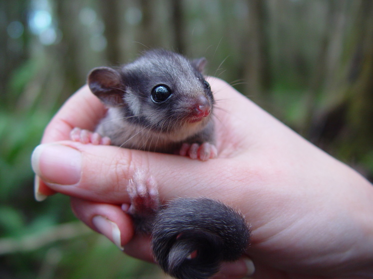 Hand holding a possum