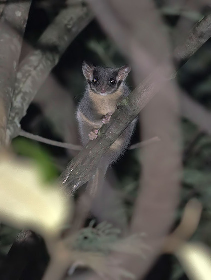 Possum in tree