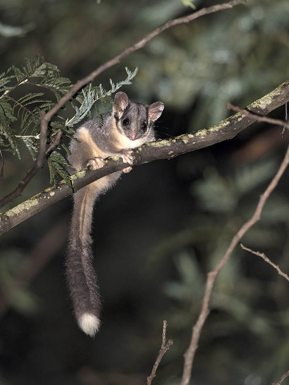 Possum in tree