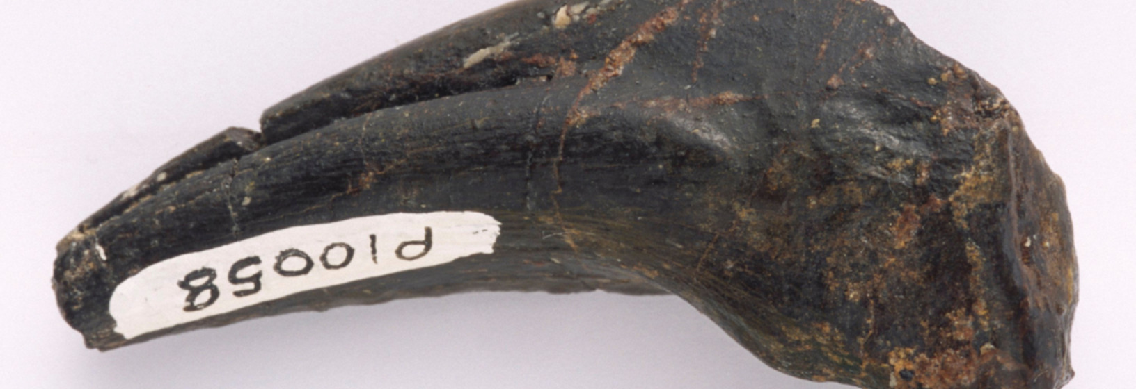 fossil sample with white label on side